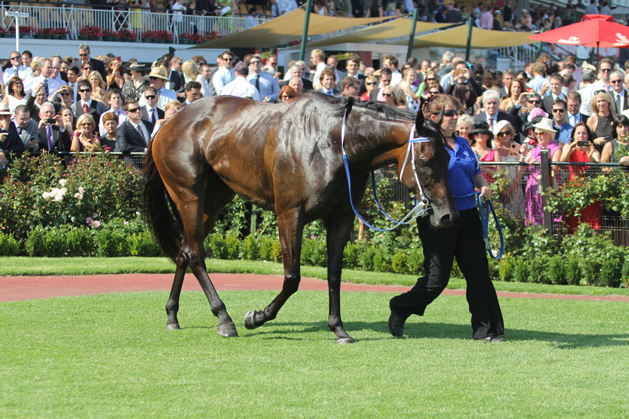 Black Caviar at Coolmore Stakes 2-18-12