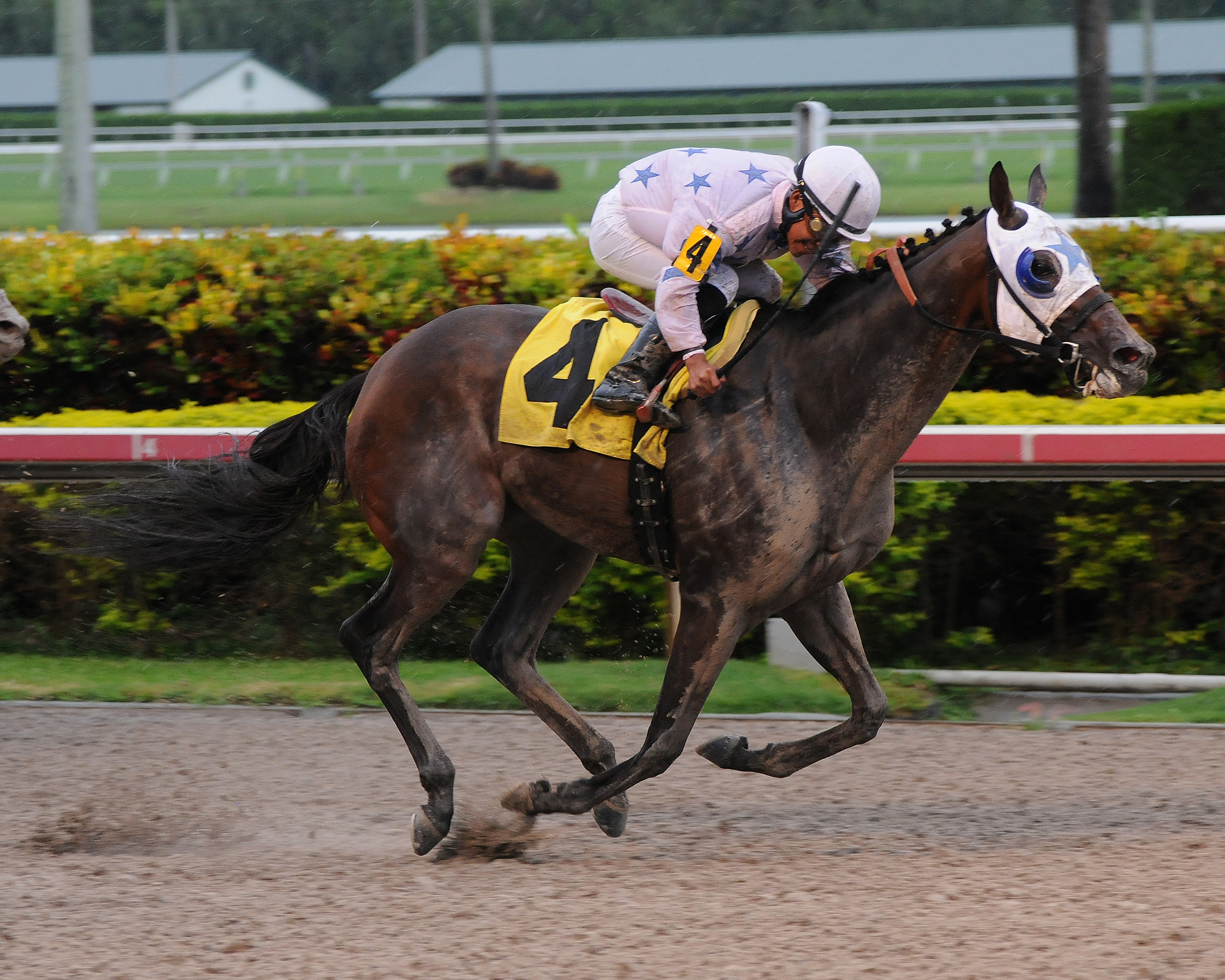 Black Diamond Cat, Housebuster Stakes