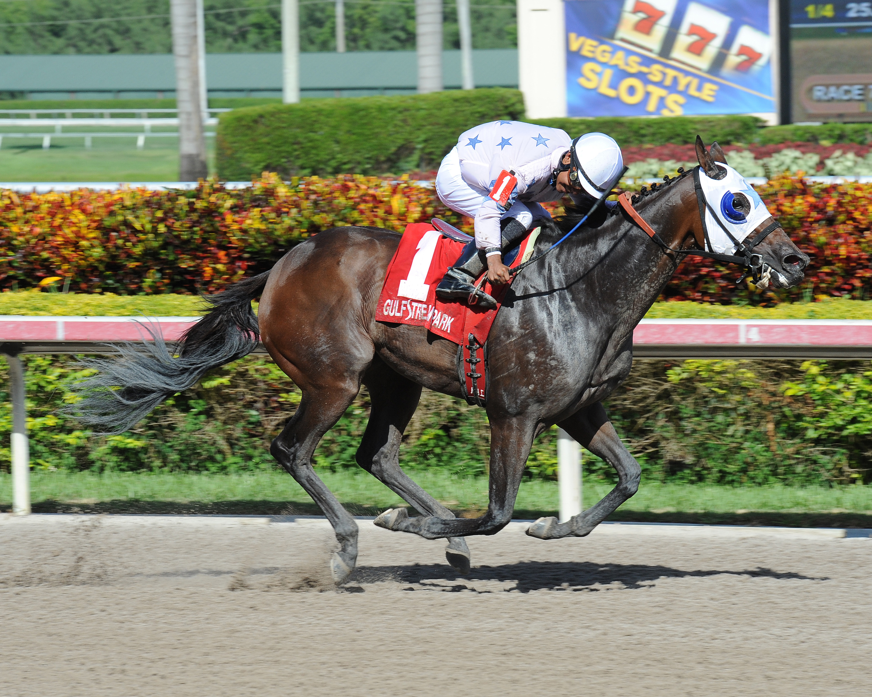 Black Diamond Cat wins the Montbrook Stakes