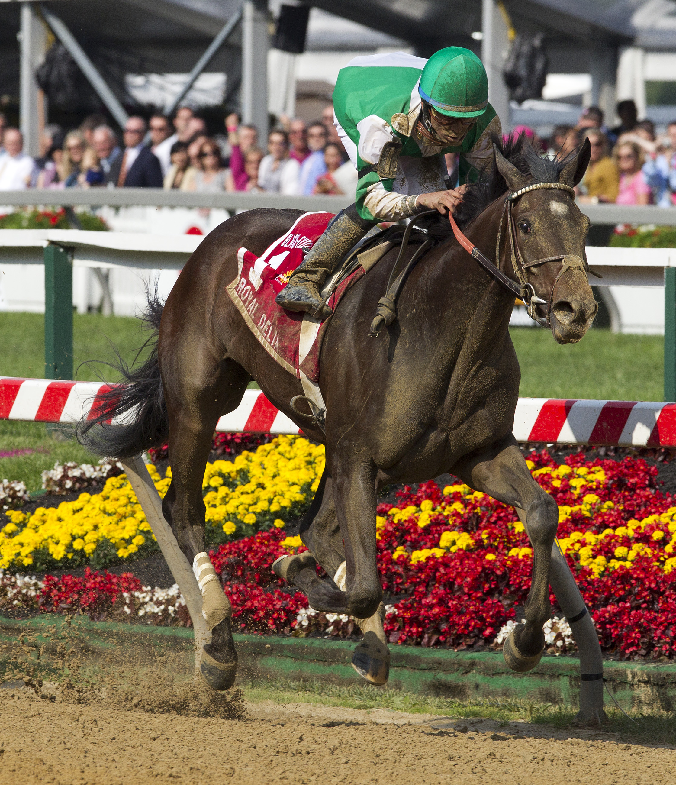 Royal Delta/Black-Eyed Susan