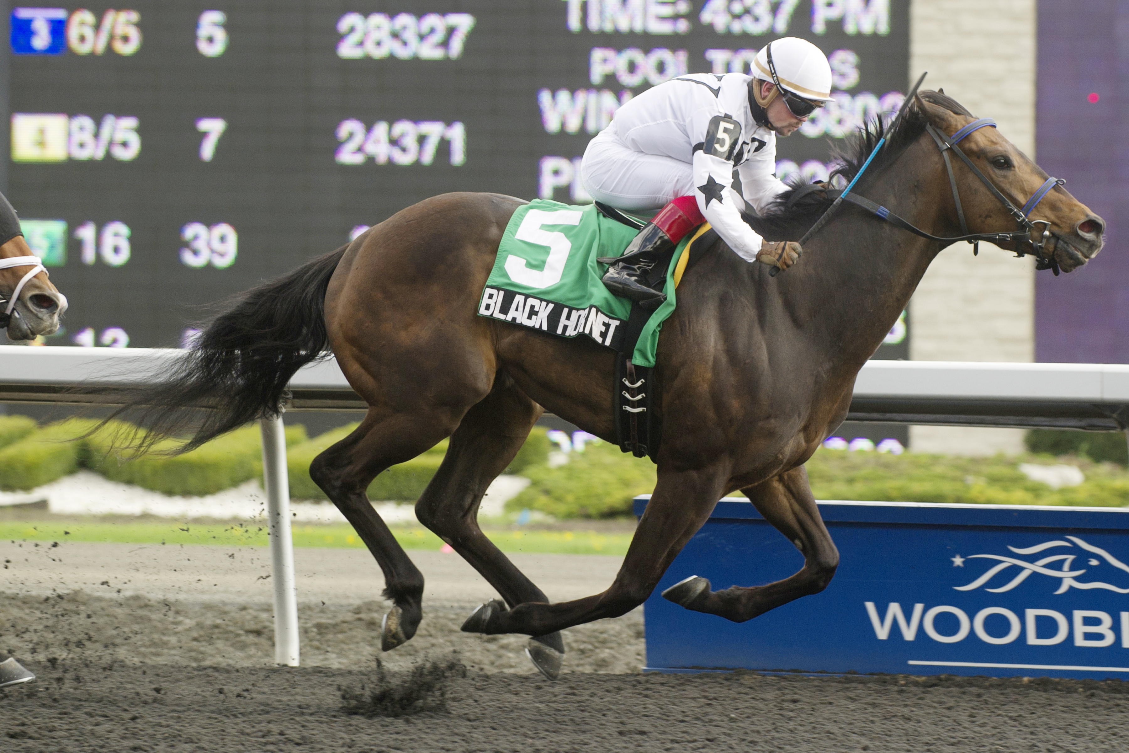 Black Hornet, Queenston Stakes