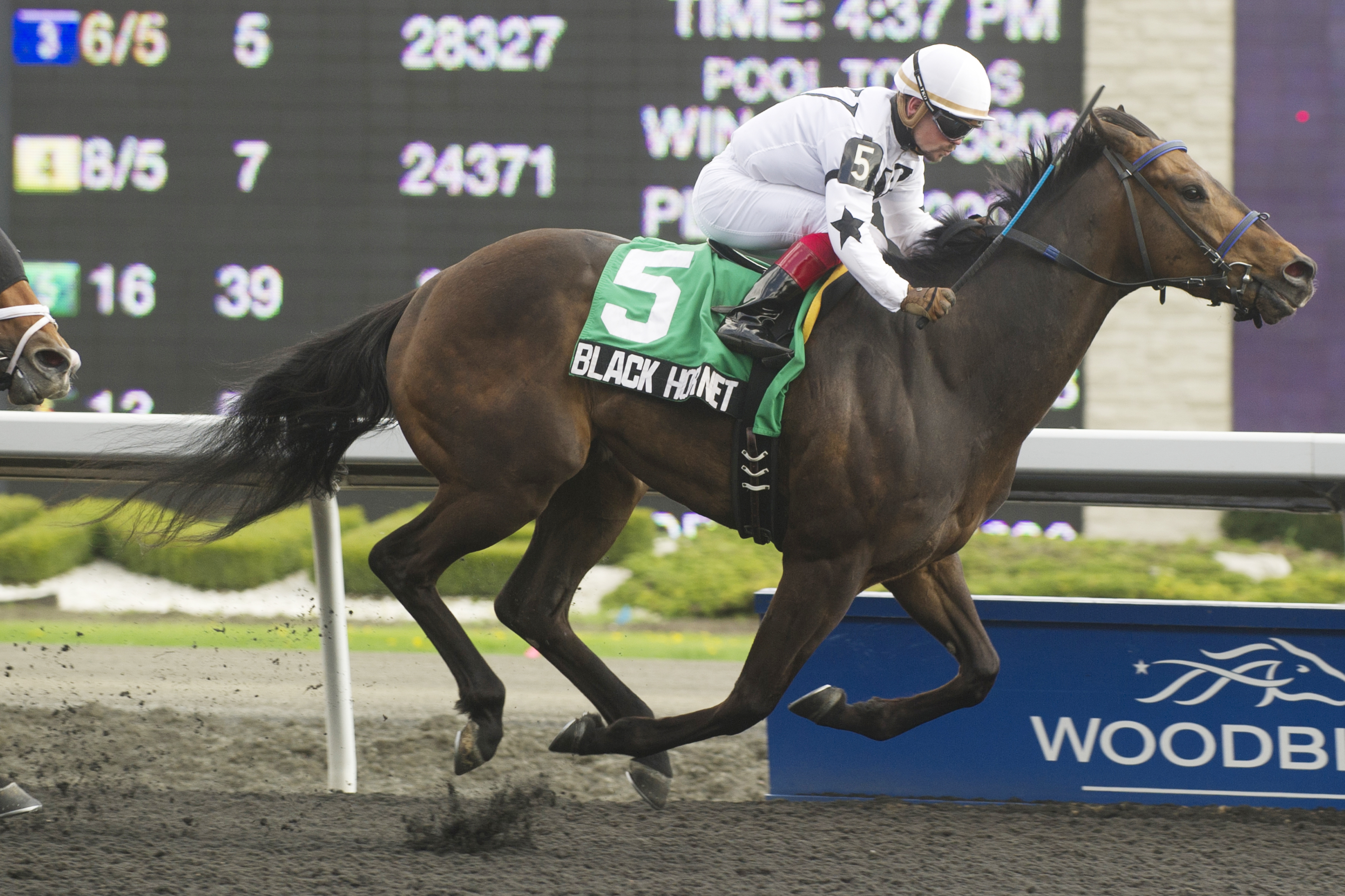 Black Hornet, Queenston Stakes