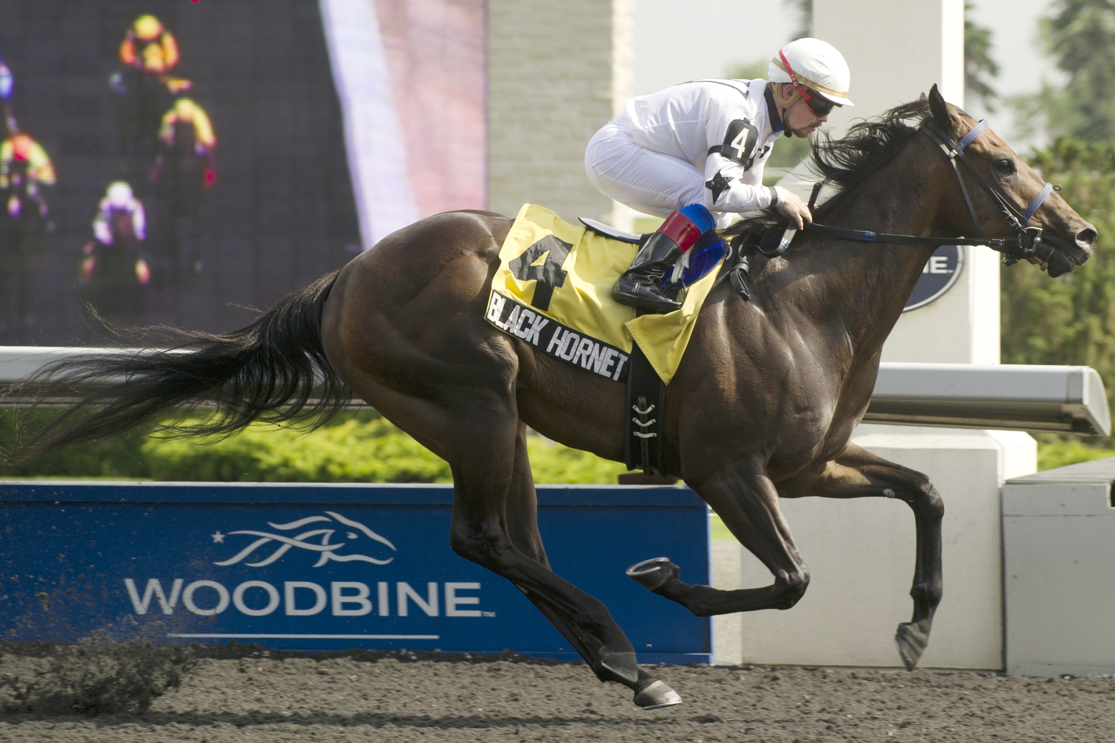 Black Hornet, Achievement Stakes