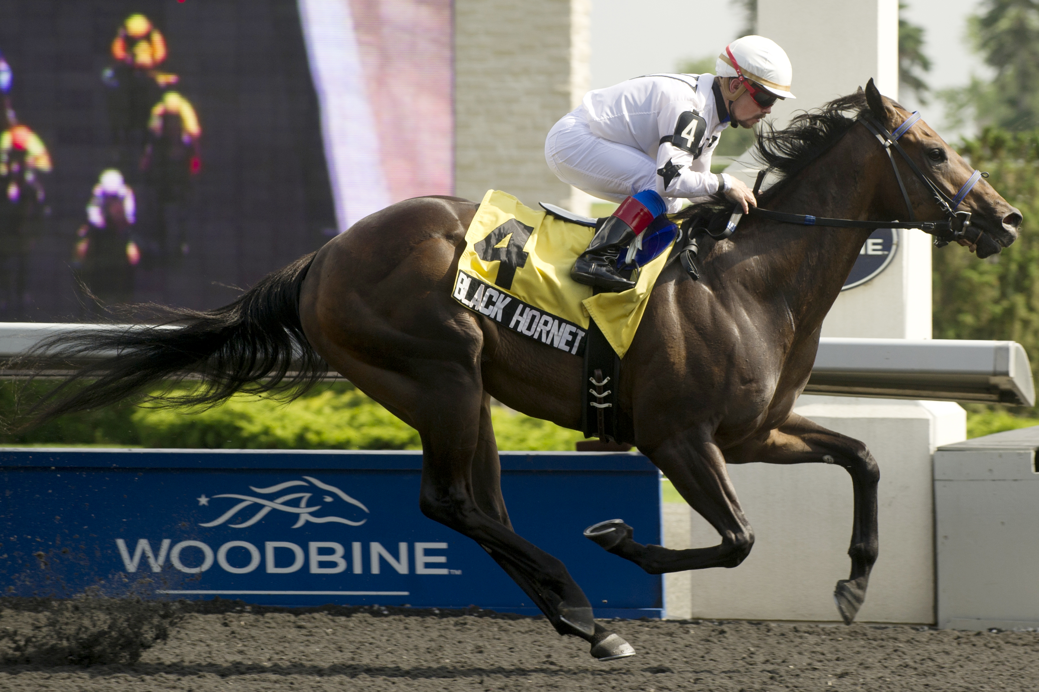 Black Hornet wins the 2013 Achievement Stakes