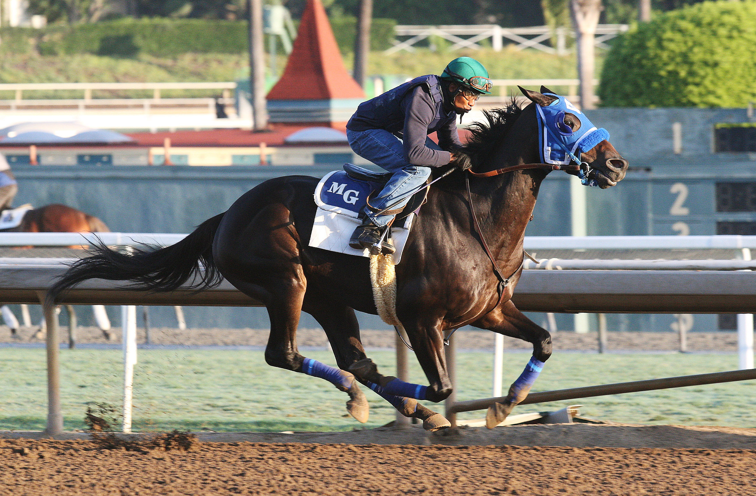 Blackjackcat trains at Santa Anita on Oct. 28