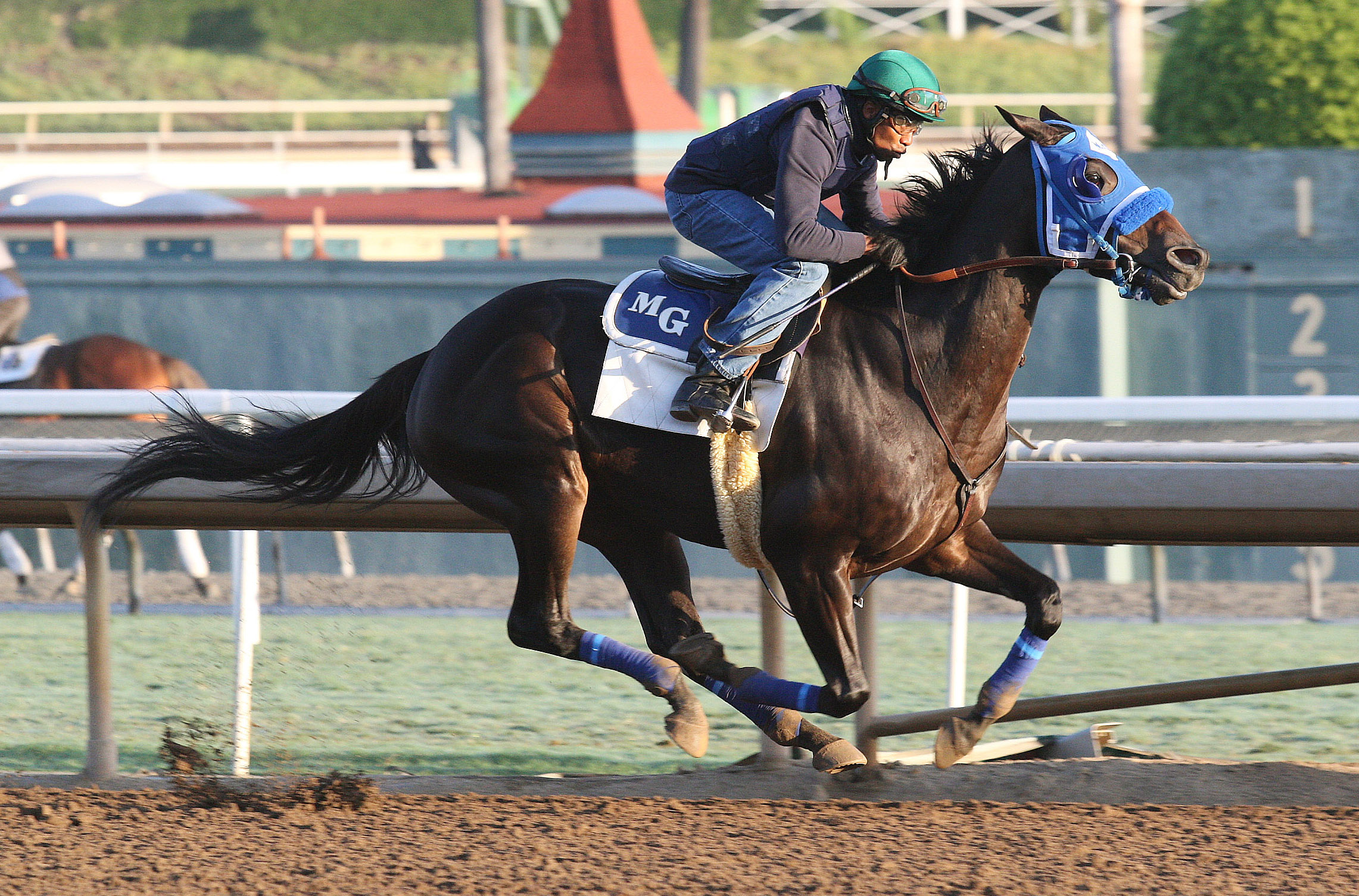 Blackjackcat trains at Santa Anita on Oct. 28