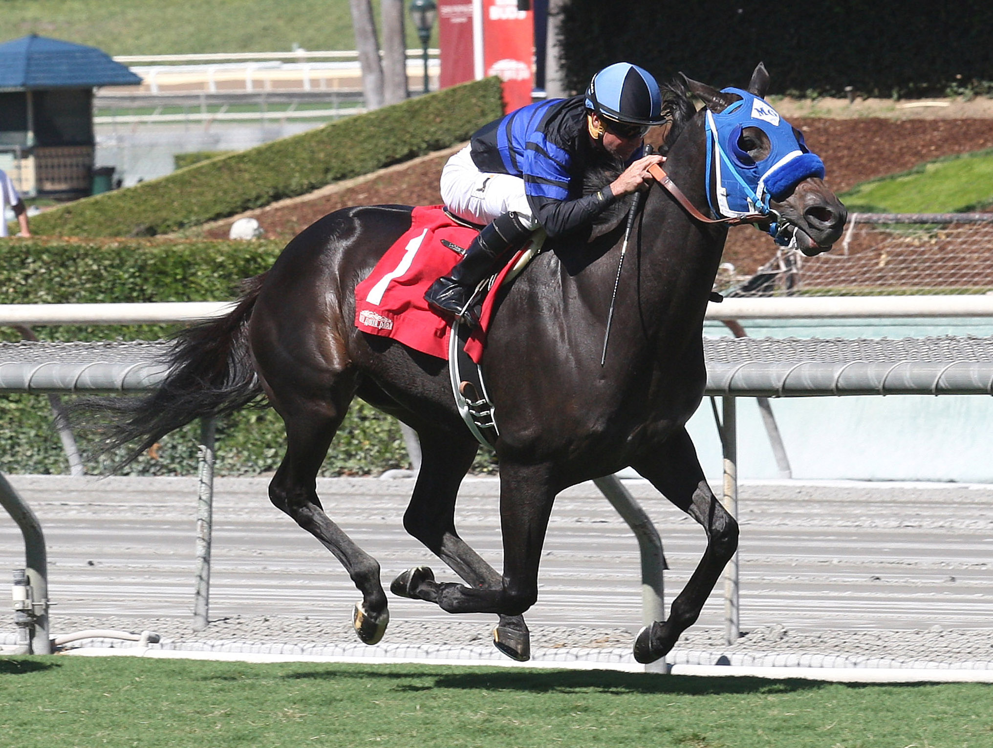 Blackjackcat wins the Obviously Mile Stakes
