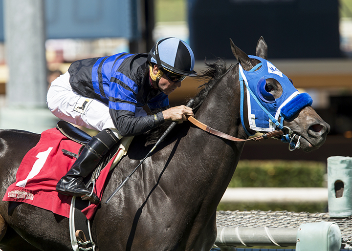 Blackjackcat wins the 2017 Obviously Mile