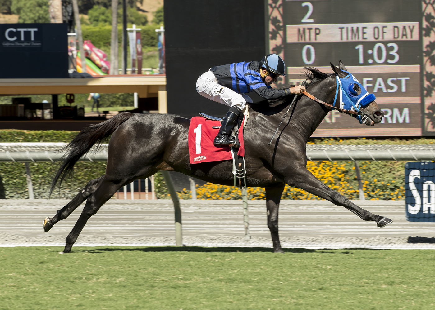 Blackjackcat wins the 2017 Obviously Mile.