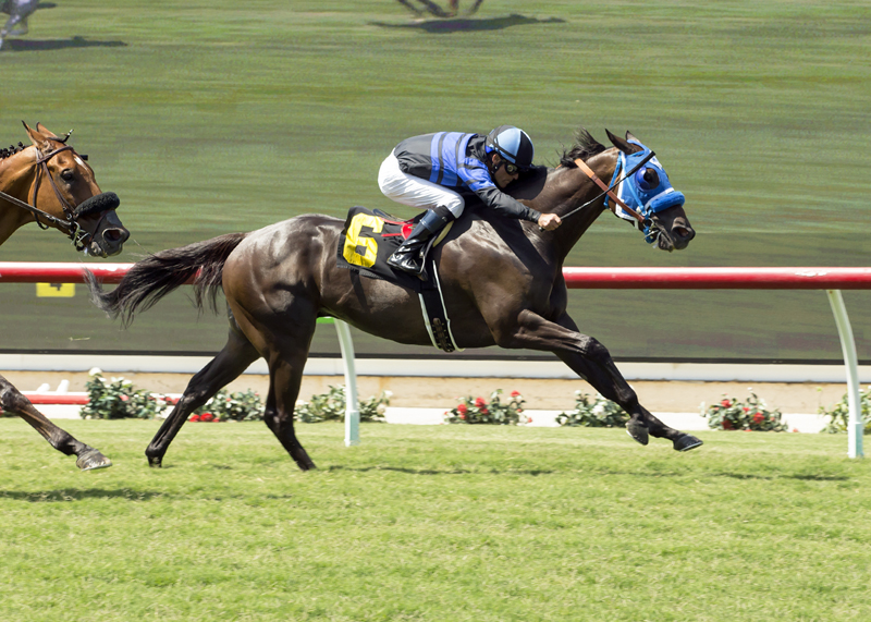 Blackjackcat wins the Wickerr Stakes at Del Mar 7.23.17_BA