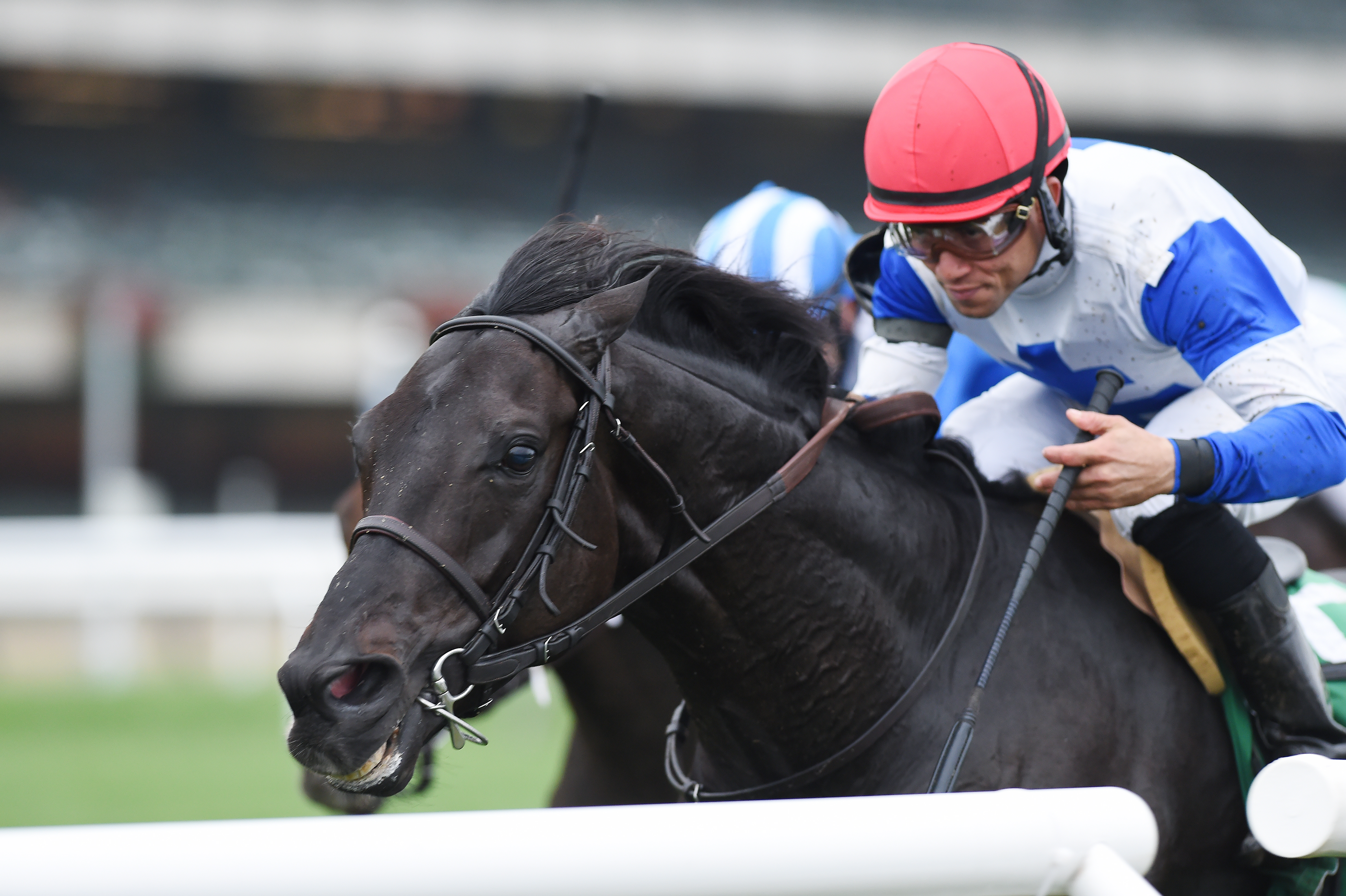 Blacktype wins the 2017 Knickerbocker Stakes