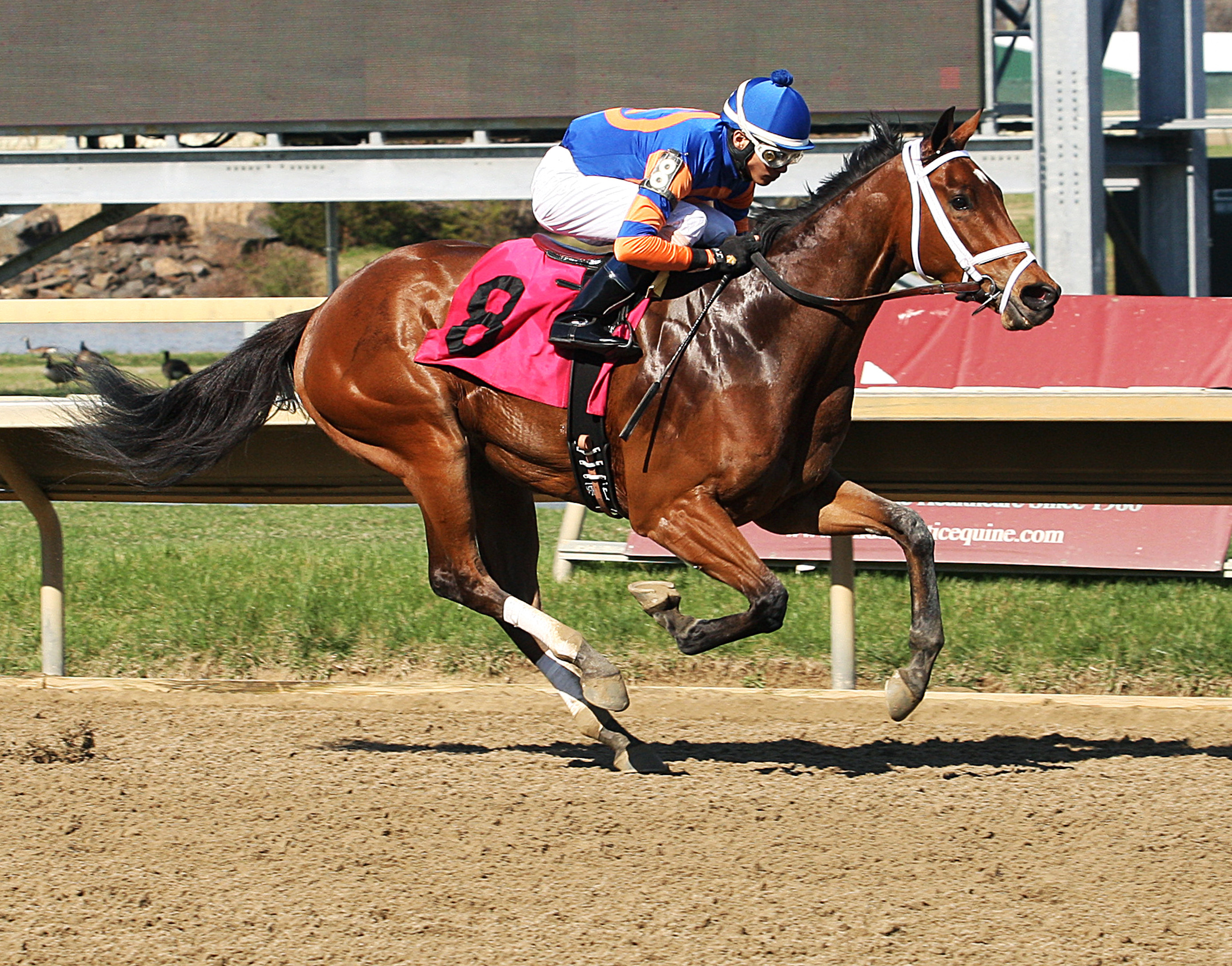Blame Jim wins an allowance race