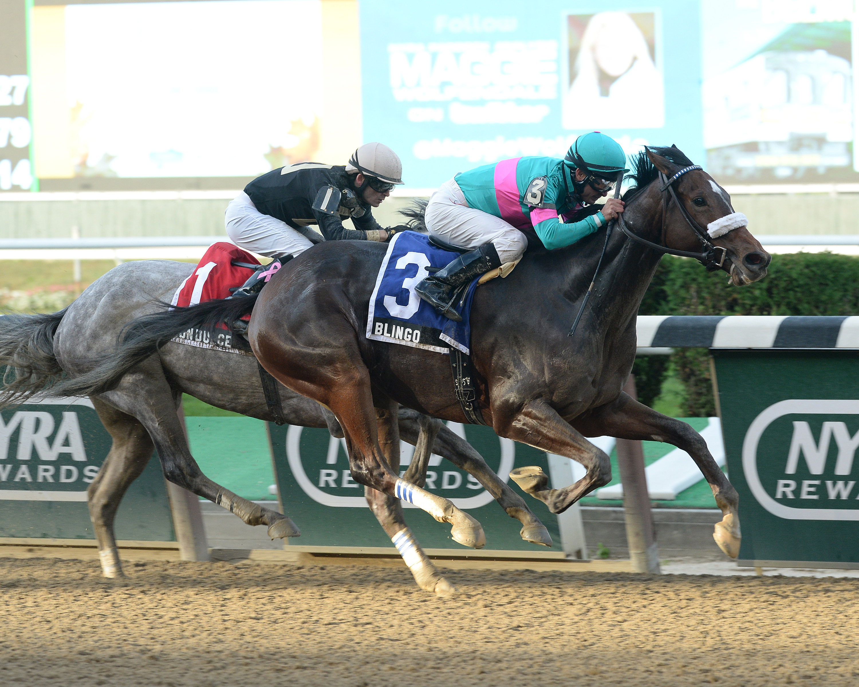 Blingo wins the I'm a Banker Stakes