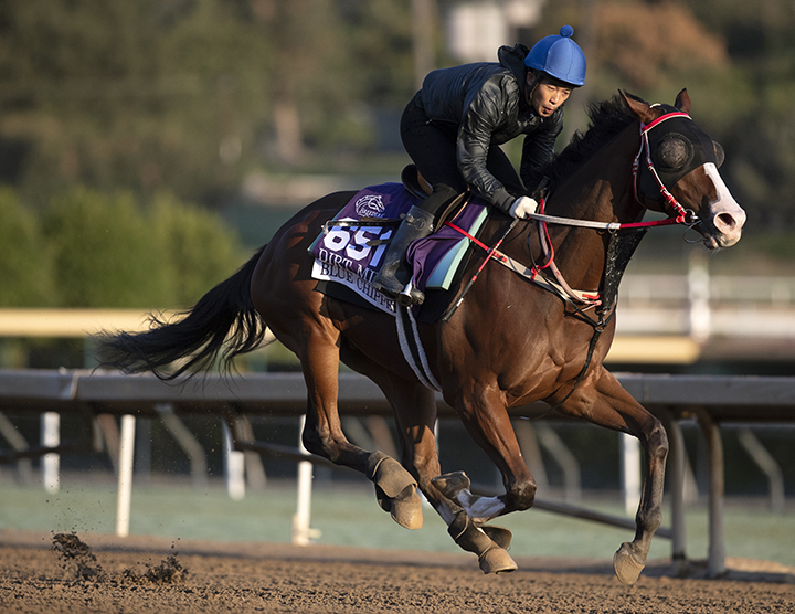 Blue Chipper trains at Santa Anita Park on Oct. 27