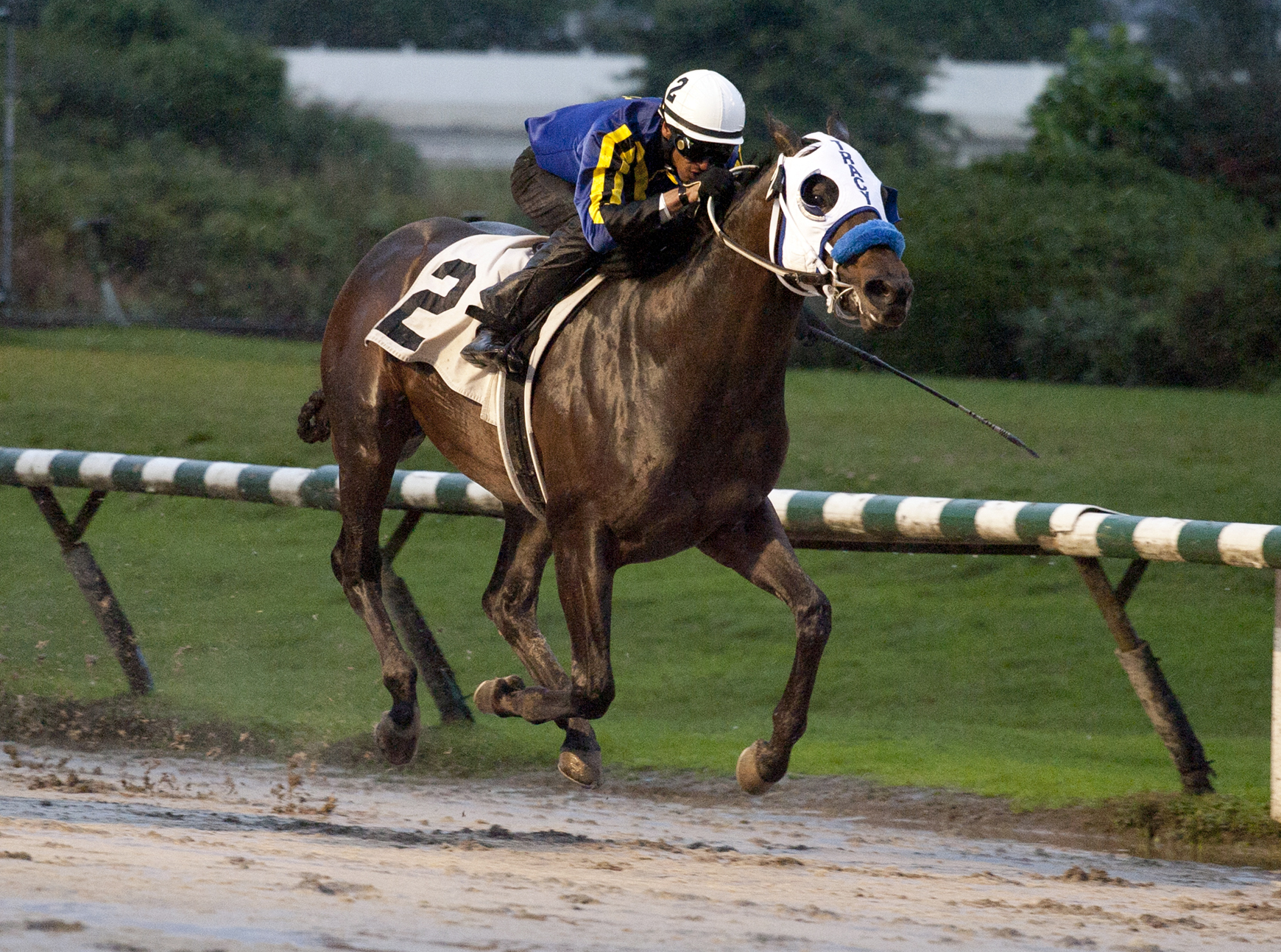 Blue Dancer wins the Ascot Graduation Stakes