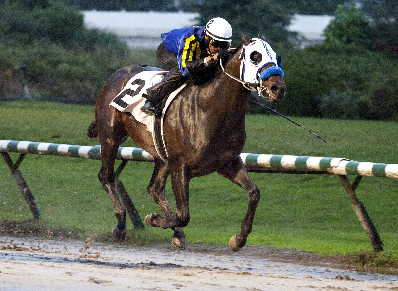 Blue Dancer wins the Ascot Graduation Stakes