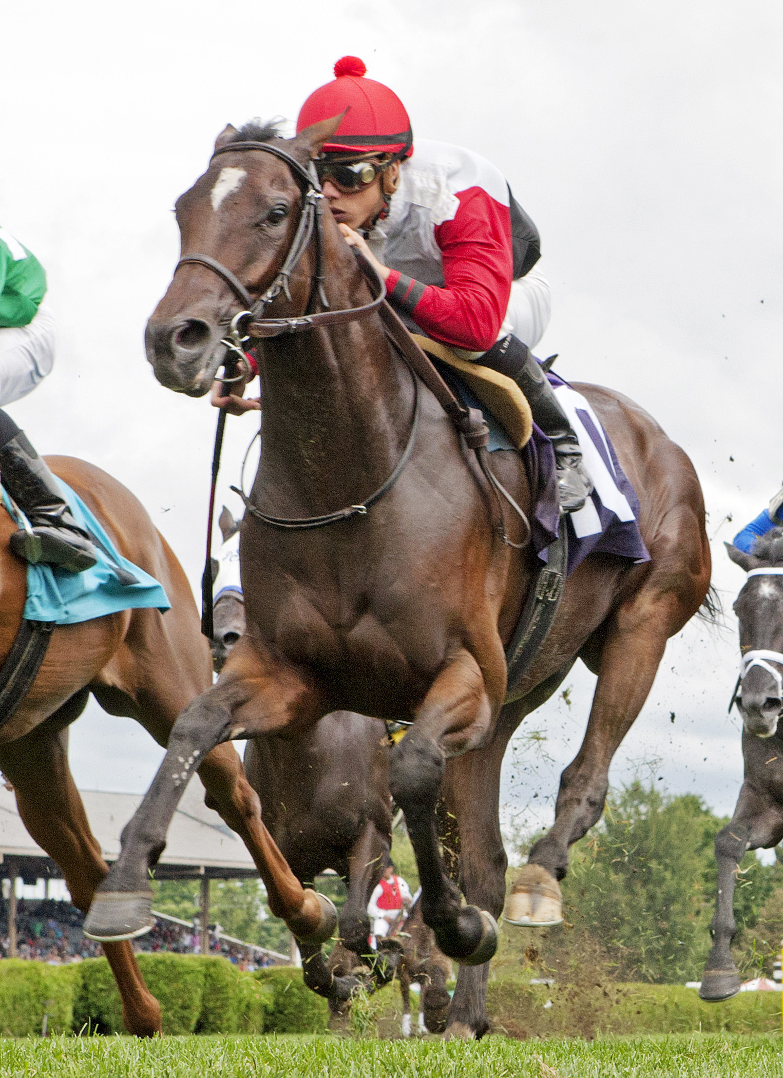 Blue Pigeon finishes second in an allowance race