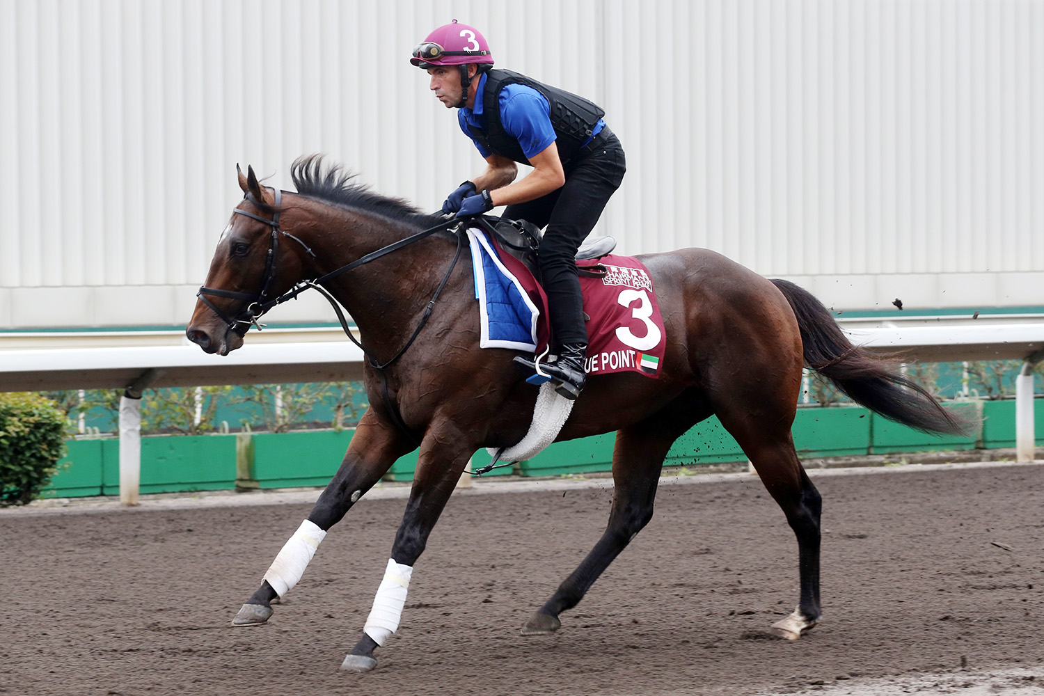 Blue Point trains at Sha Tin Racecourse on April 24