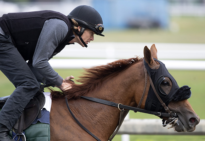 Blue Prize trains at Saratoga Race Course on Aug. 16