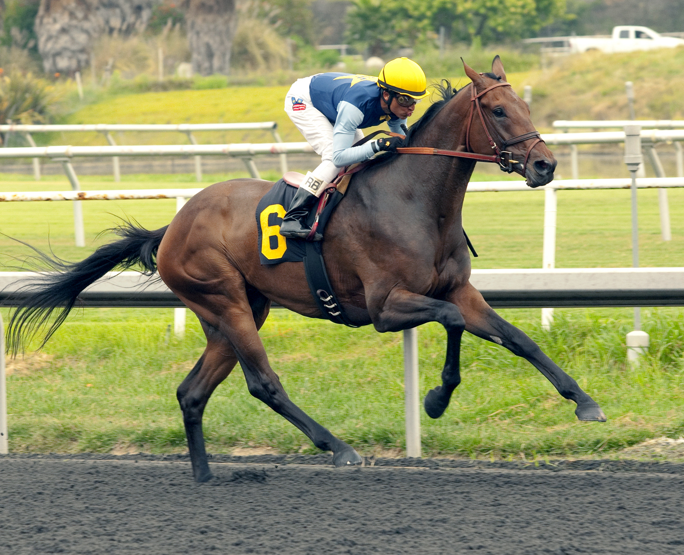 Blue Tone wins a maiden race