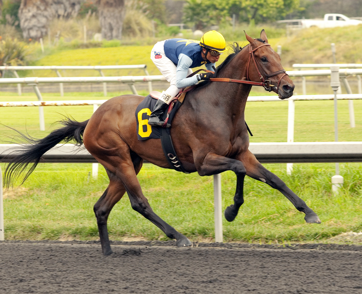 Blue Tone wins a maiden race
