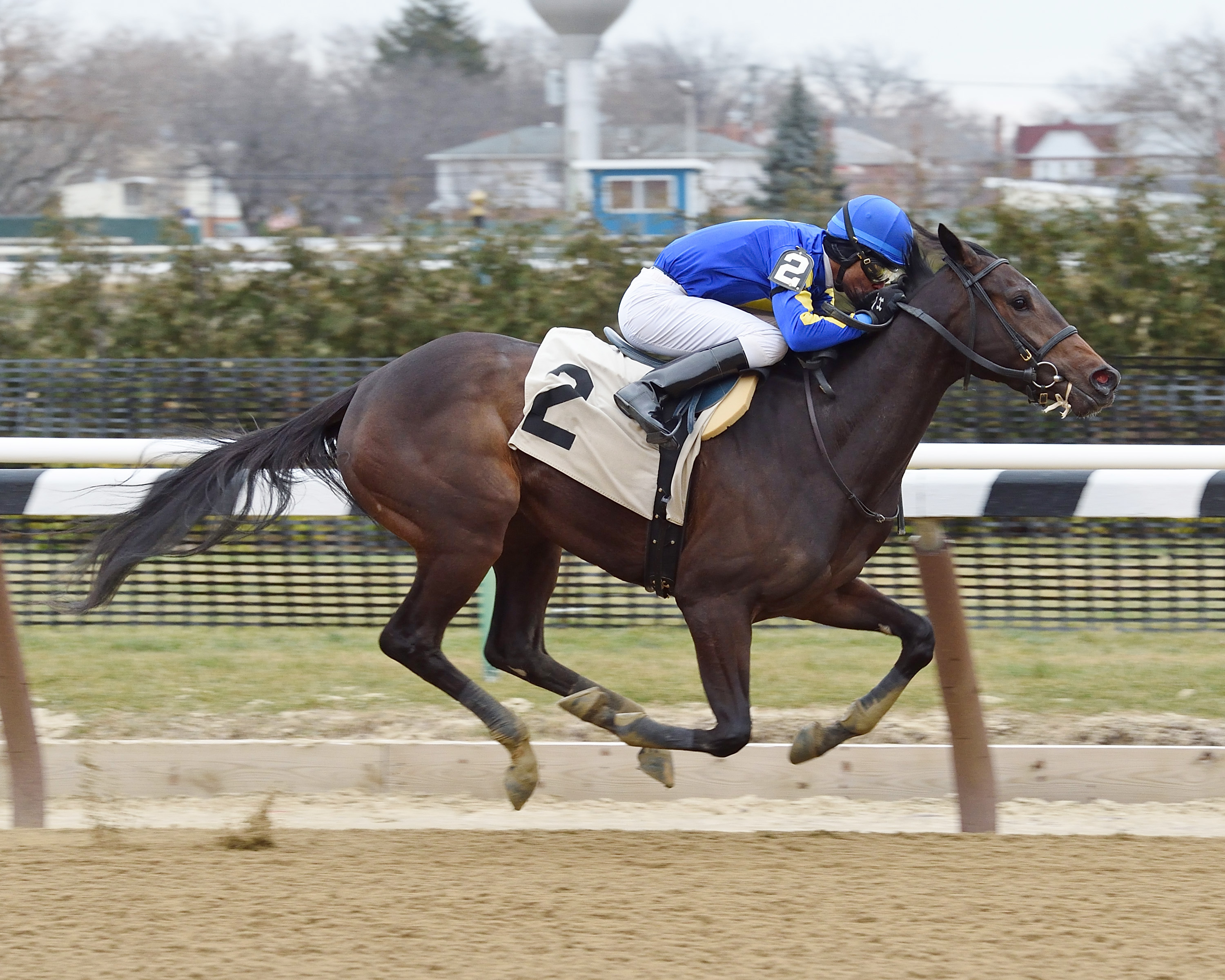 Bluegrass Flag wins a maiden race at Aqueduct