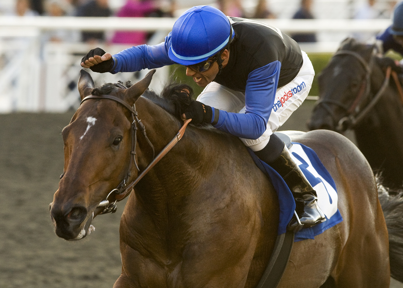 Bob Black Jack/San Carlos