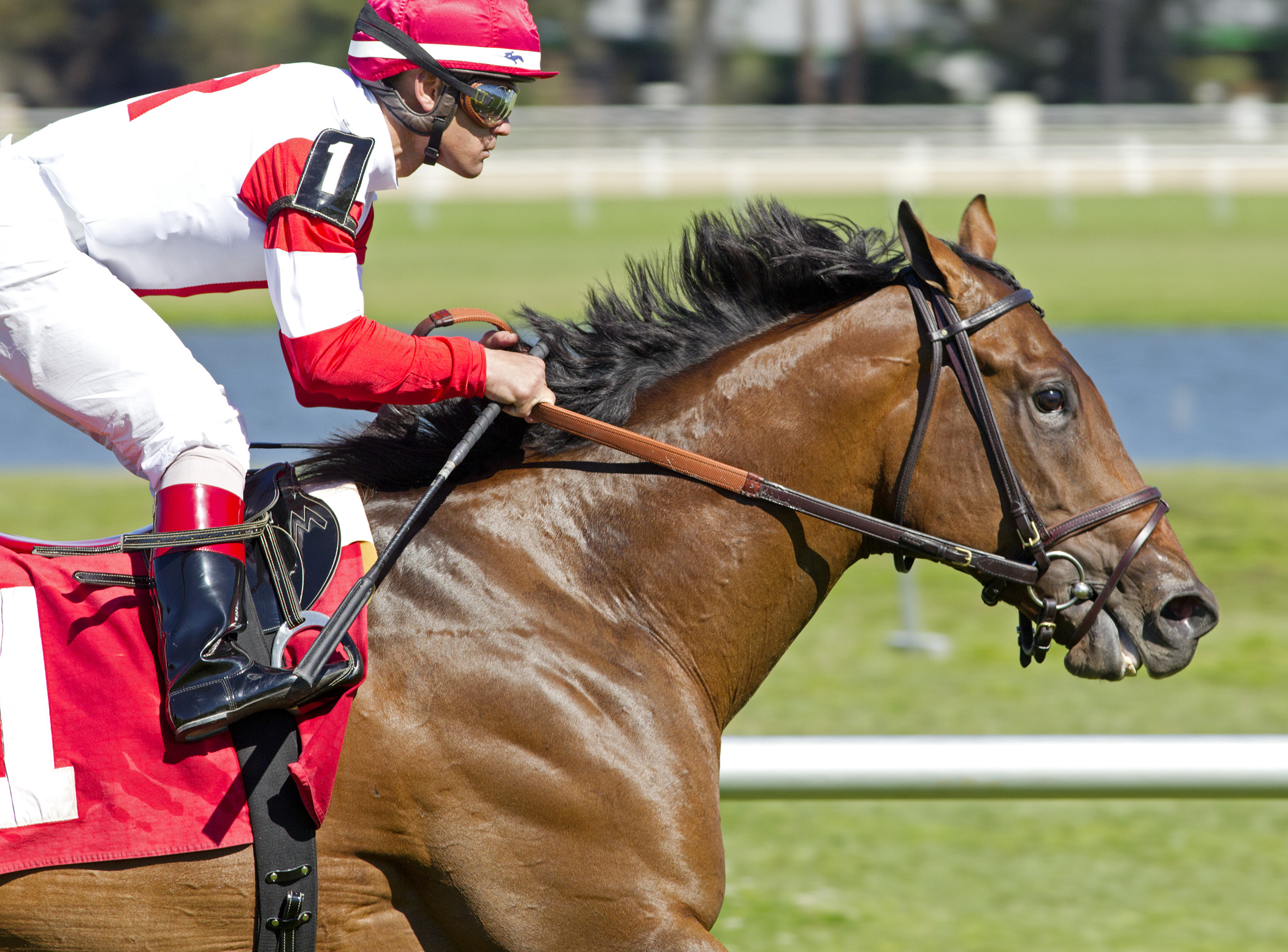 Bobby's Kitten wins an allowance race