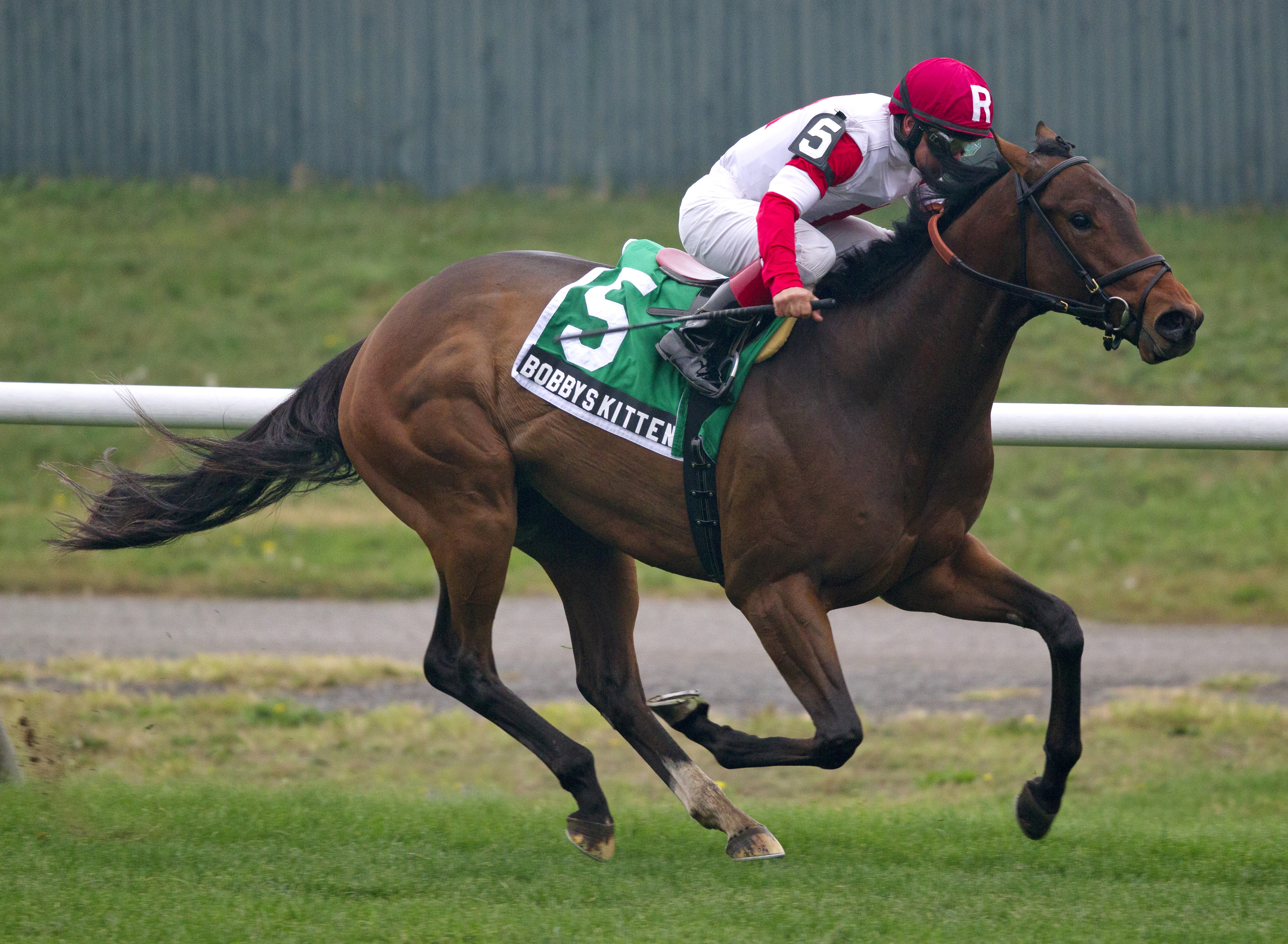 Bobby's Kitten wins the Pilgrim Stakes