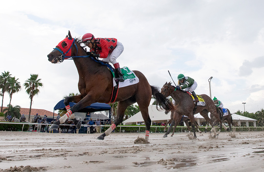 Boca Boy wins the 2020 In Reality Stakes at Gulfstream Park