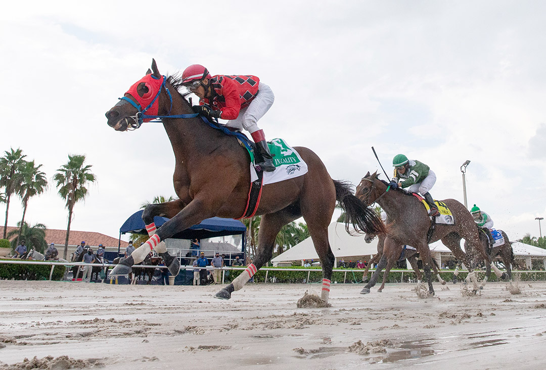 Boca Boy wins the 2020 In Reality Stakes at Gulfstream Park
