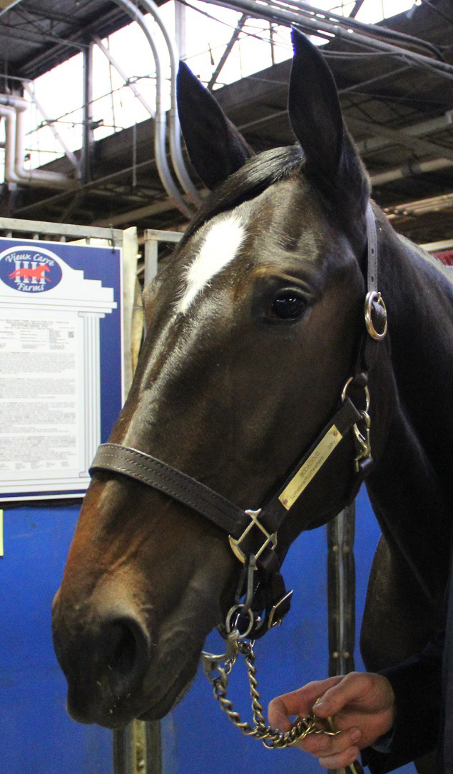 Bodacious_yearling_Oakes