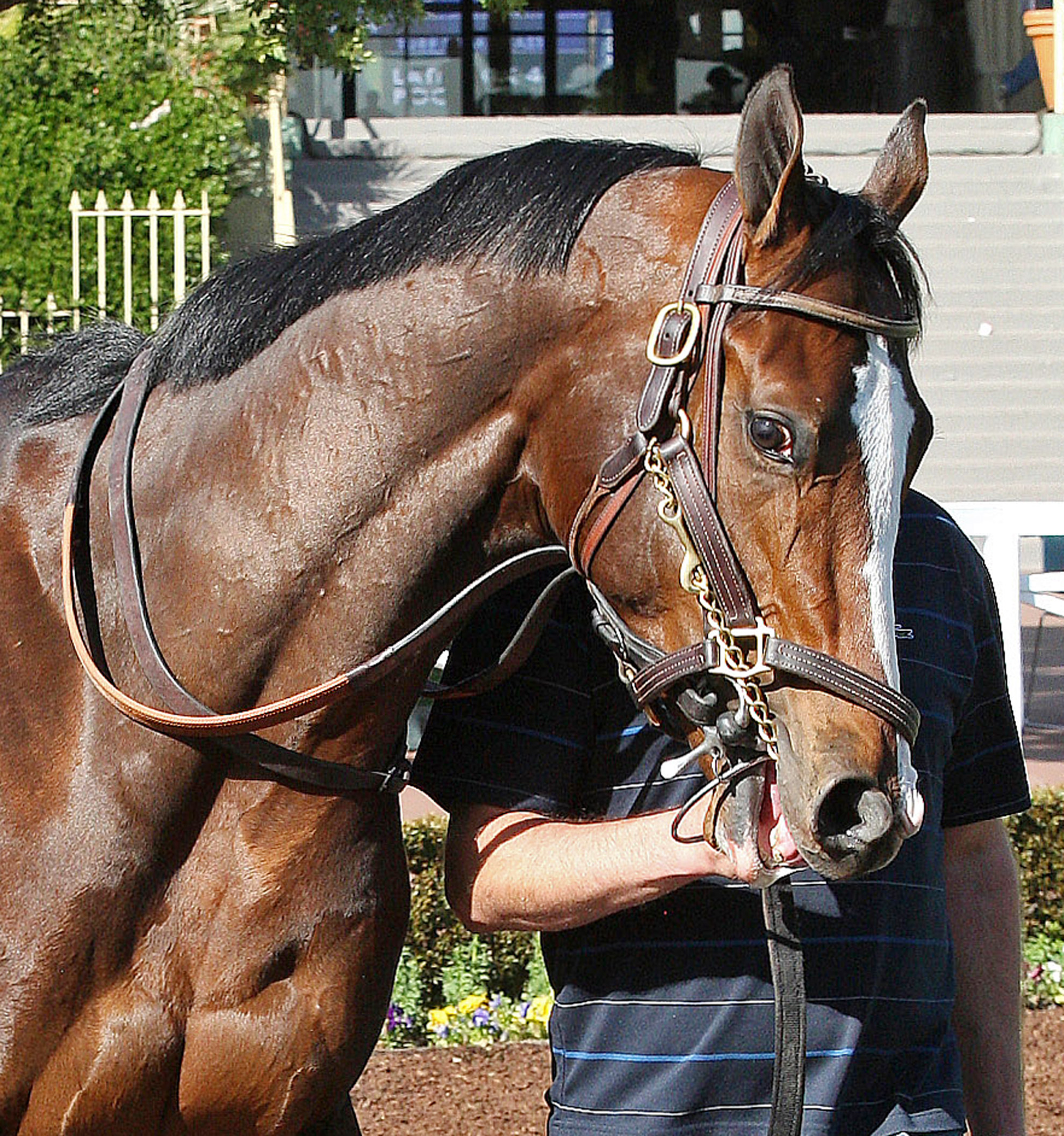 Bodemeister