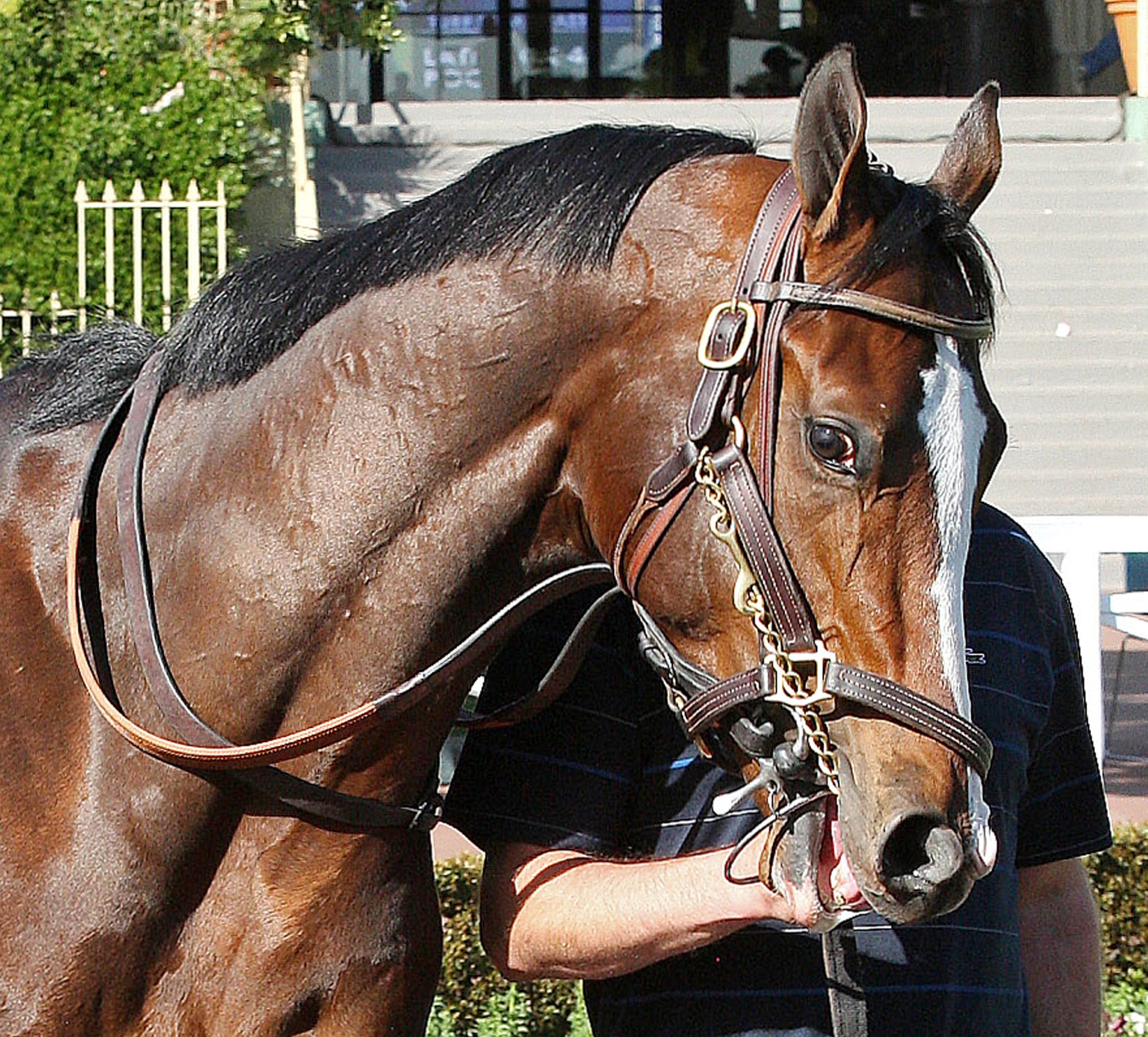 Bodemeister, March 8, 2012