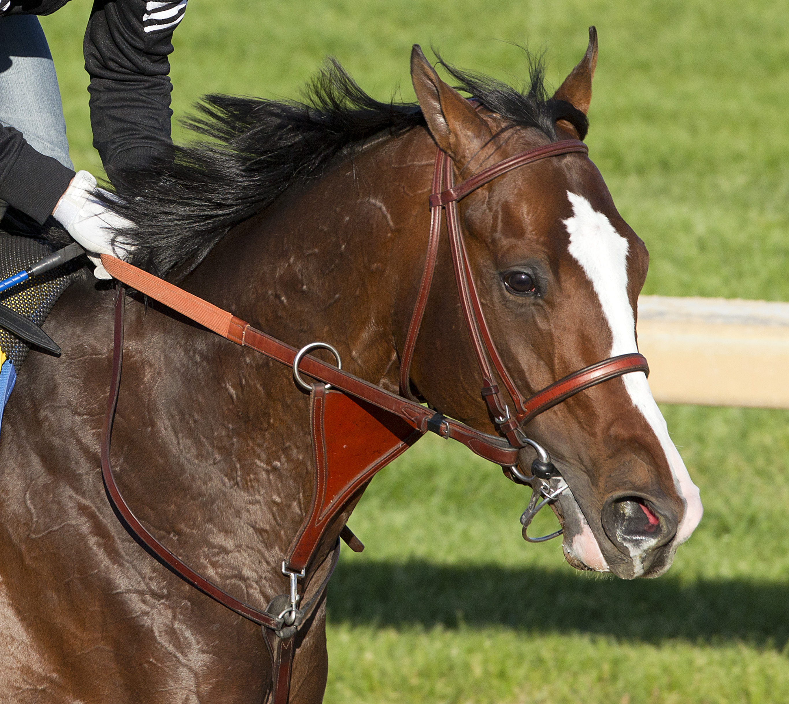 Bodemeister