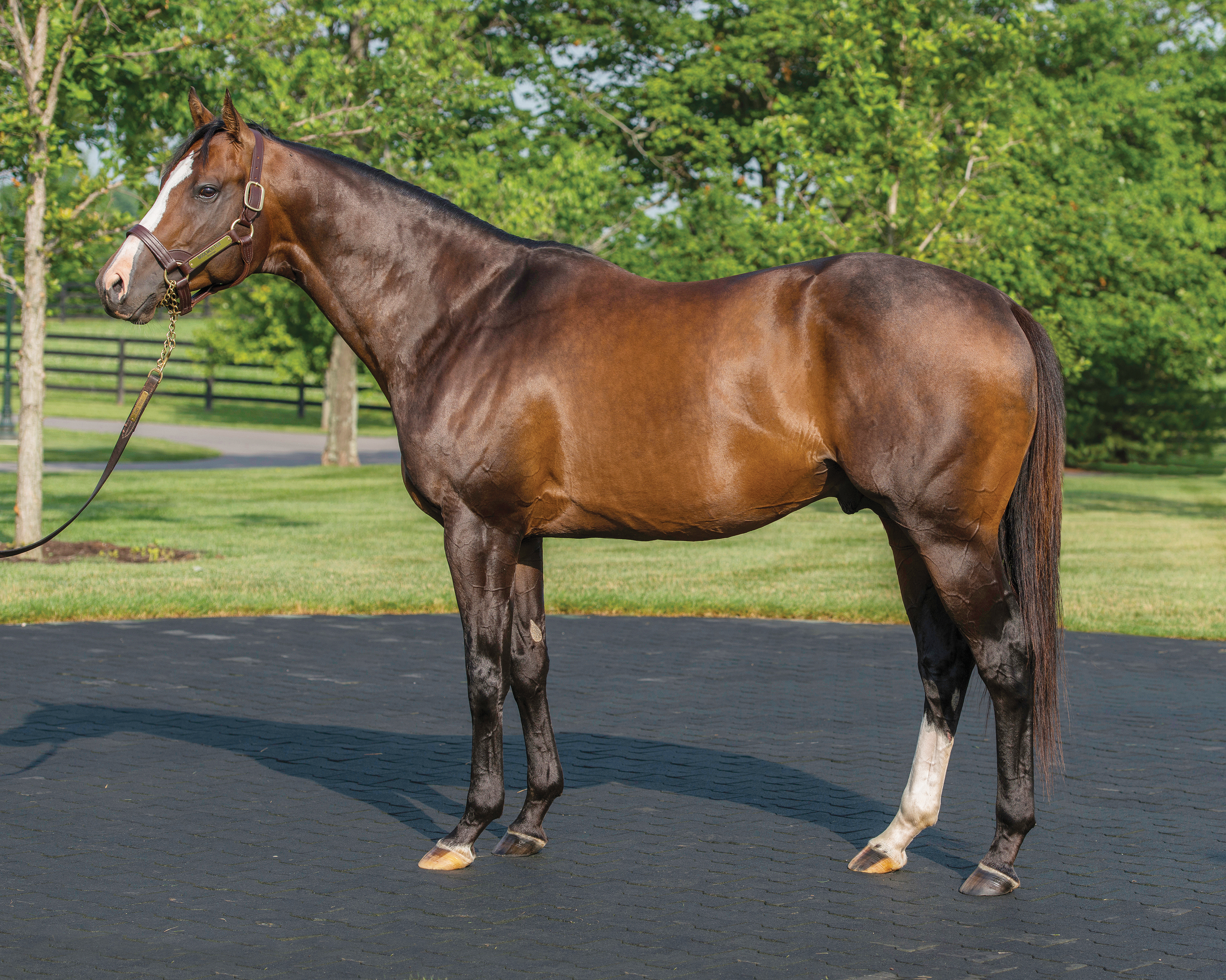 Bodemeister conformation photo 2014