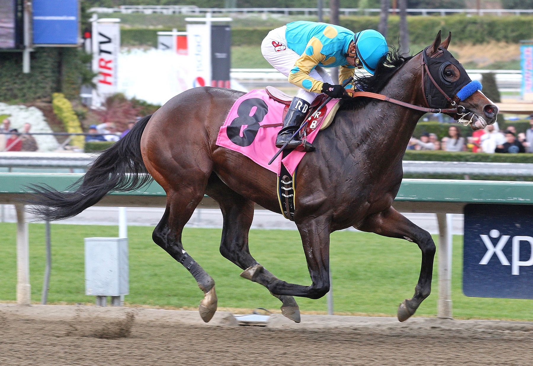 Bodemeister