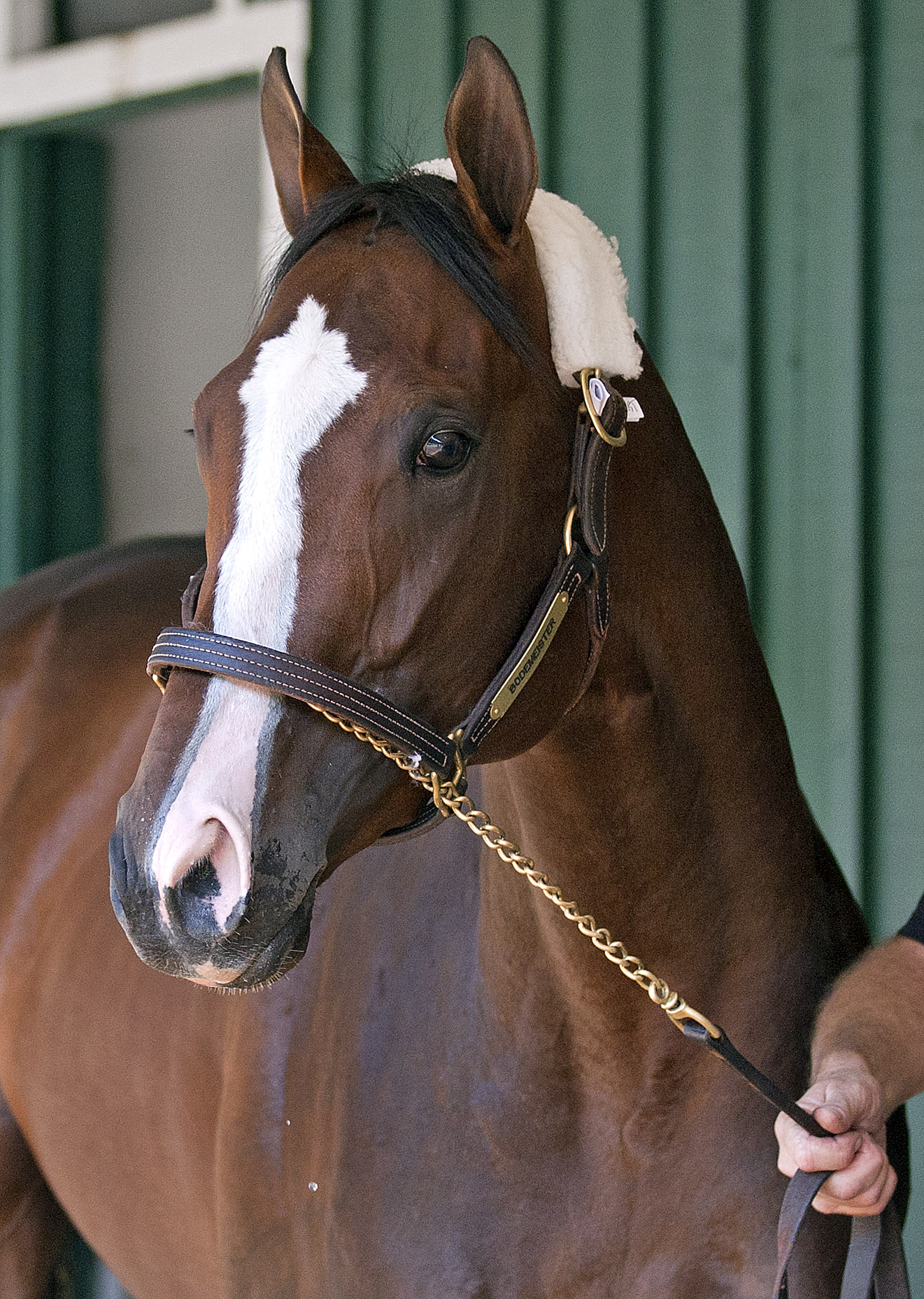 Bodemeister portrait