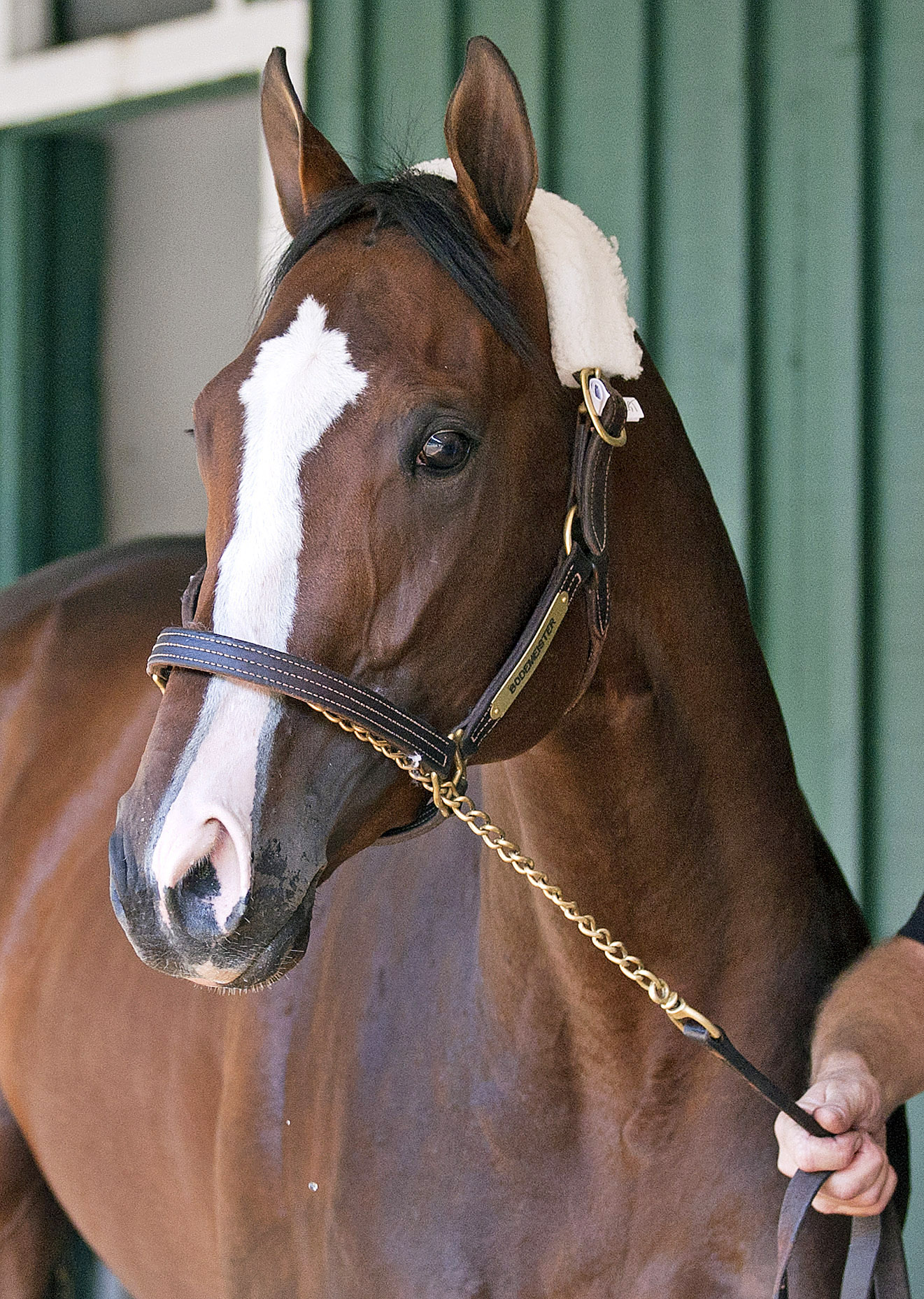 Bodemeister