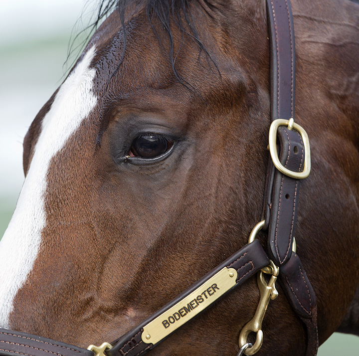 Bodemeister