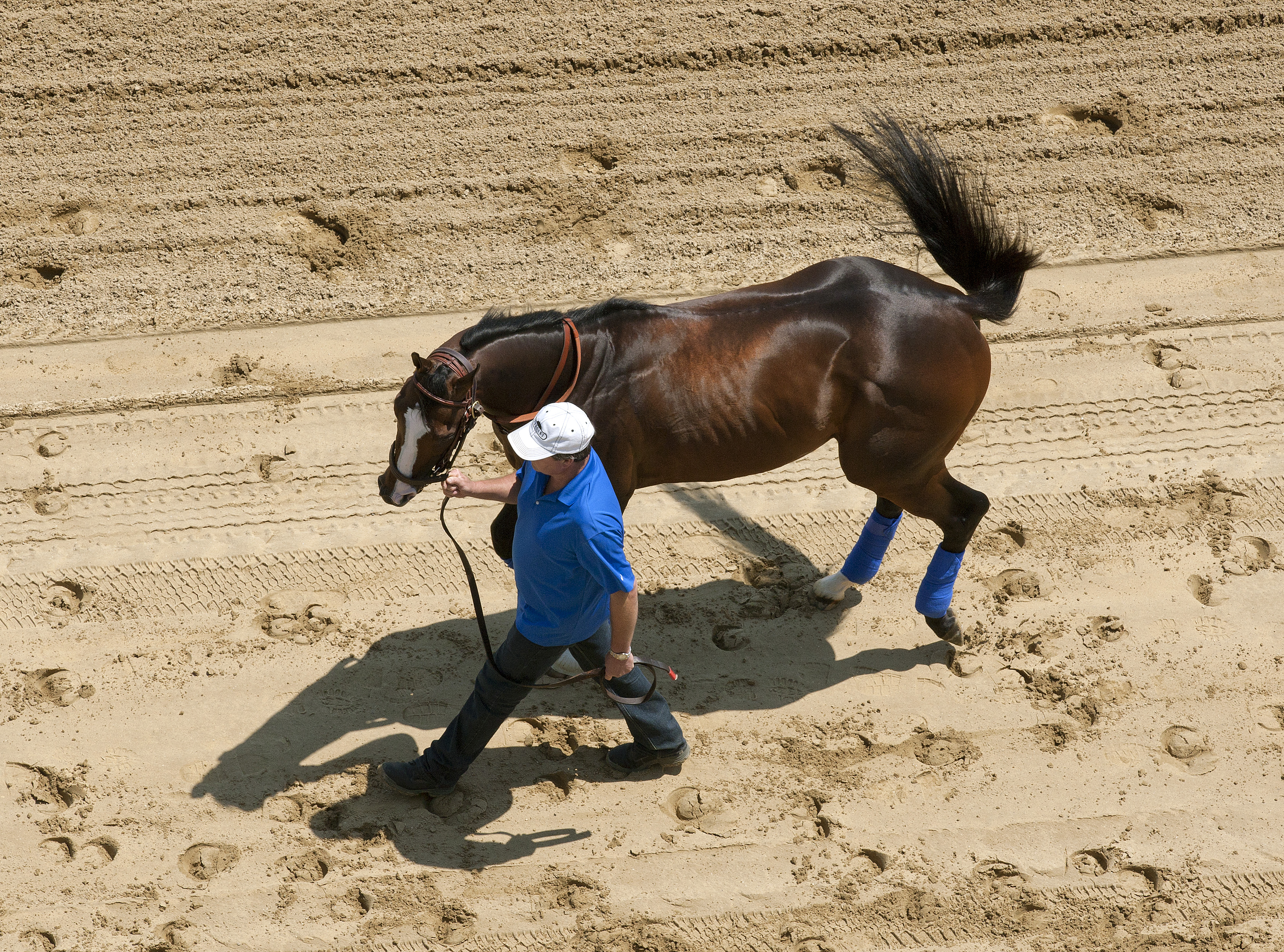 Bodemeister from overhead