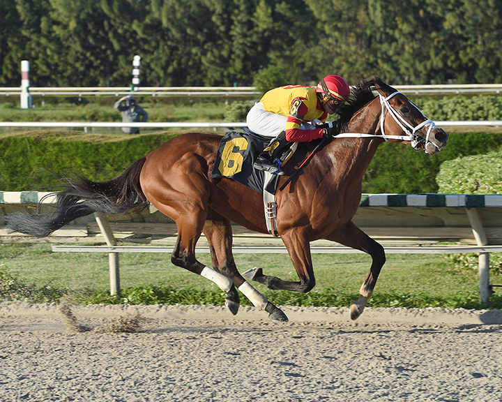 Bodexpress sets a track record winning a Nov. 20 allowance at Gulfstream Park West