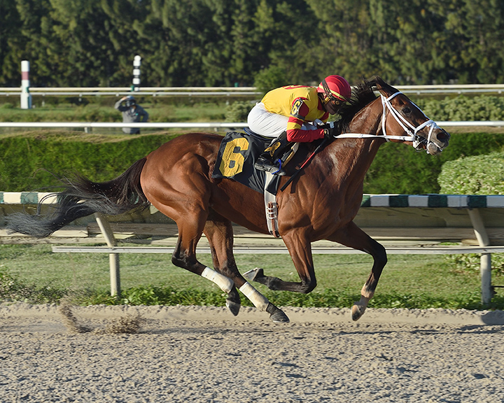 Bodexpress sets a track record winning a Nov. 20 allowance at Gulfstream Park West
