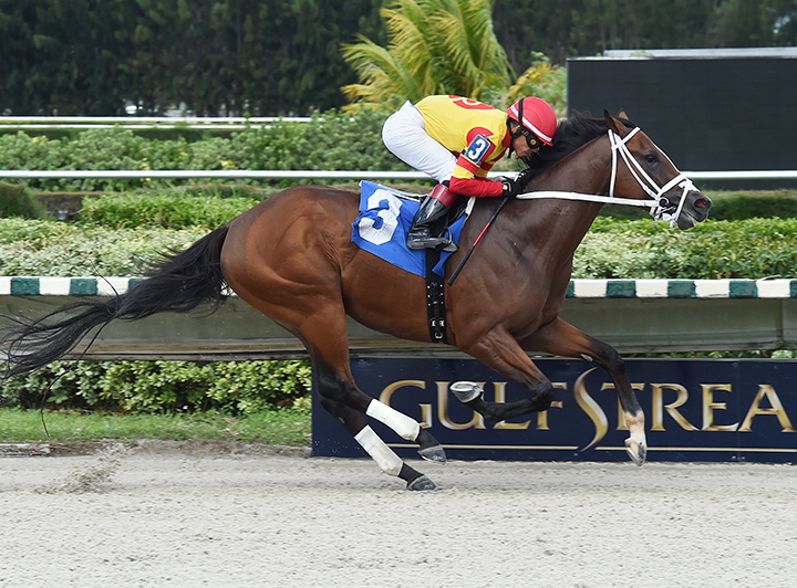 Bodexpress wins an Oct. 14 maiden race at Gulfstream Park