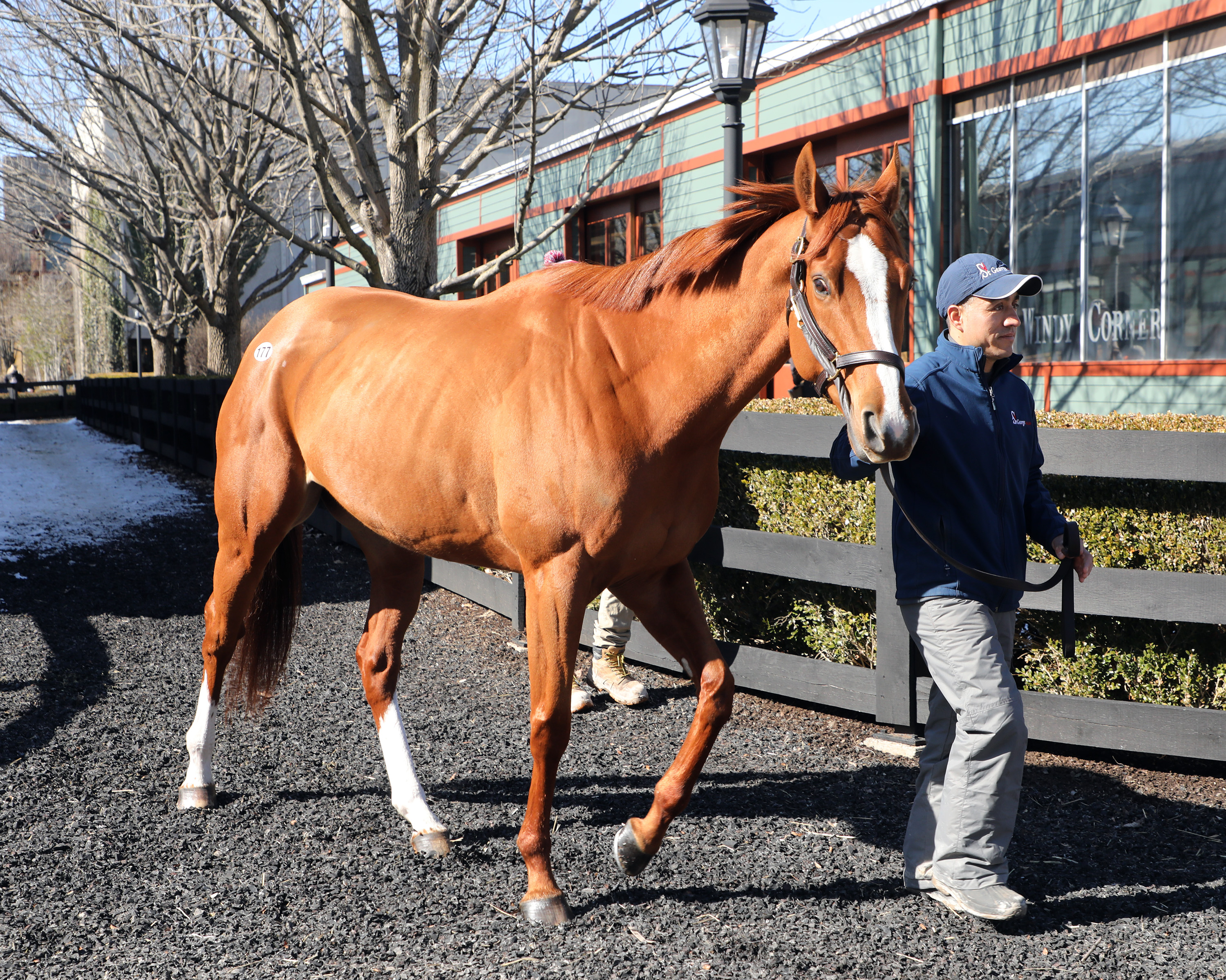 Bodhicitta sold for $450,000 at Fasig-Tipton Kentucky.2-8-2022