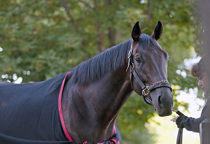 Boisterous in 2011
