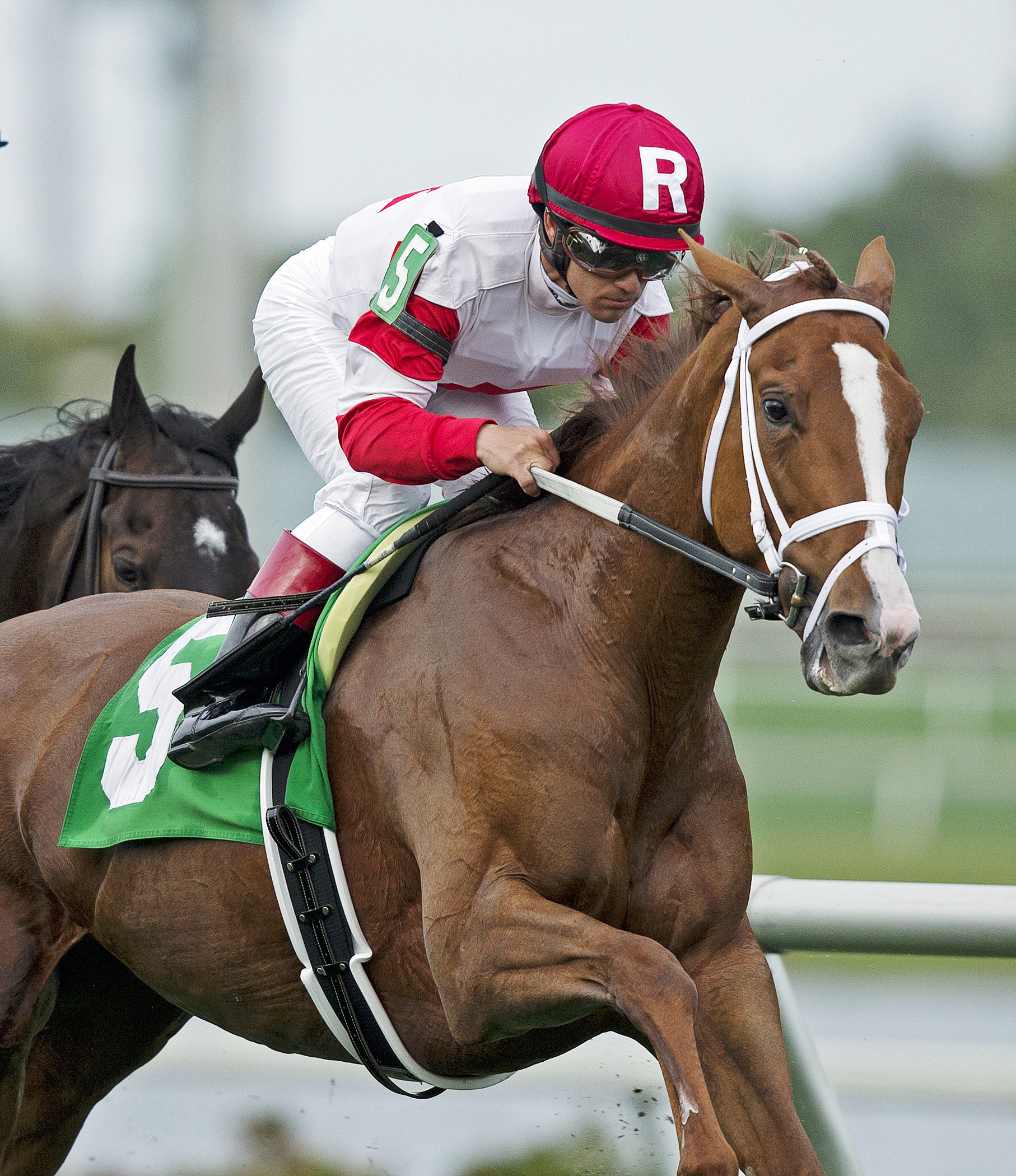 Bold Kitten finishes third in an allowance race