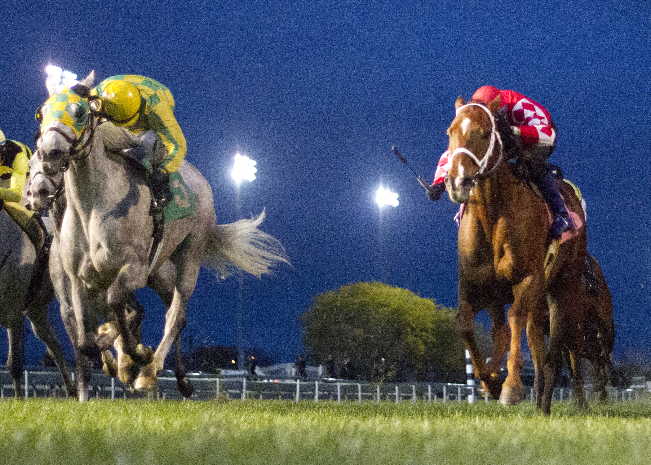 Christopher Emigh and Bold Rally dead heat with Yankee Dealer