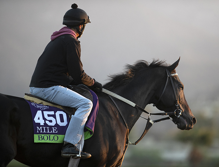 Bolo at Santa Anita Park on Oct. 28