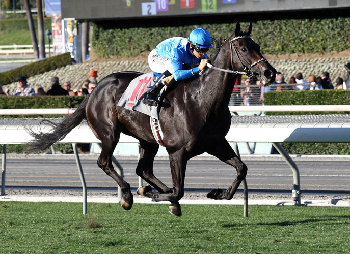 Bolo wins the Eddie Logan Stakes